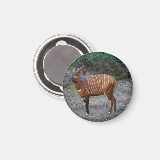 Bongo (Antelope) Magnet (Voorkant / Achterkant)