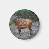 Bongo (Antelope) Magnet (Voorkant)