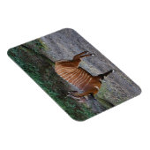 Bongo (Antelope) Magnet Magneet (Rechterzijde)