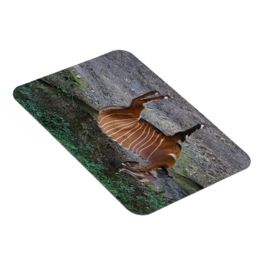 Bongo (Antelope) Magnet Magneet (Rechterzijde)