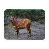 Bongo (Antelope) Magnet Magneet (Horizontaal)
