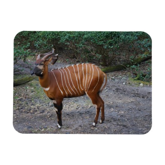 Bongo (Antelope) Magnet Magneet (Horizontaal)