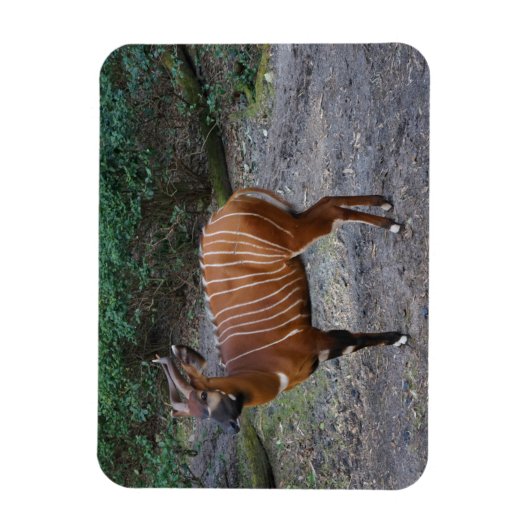 Bongo (Antelope) Magnet Magneet (Verticaal)