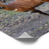 Bongo (Antelope) Poster (Hoek)