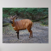 Bongo (Antelope) Poster (Voorkant)