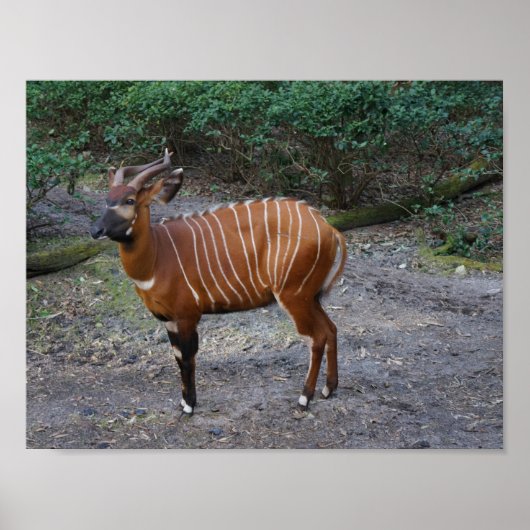 Bongo (Antelope) Poster (Voorkant)