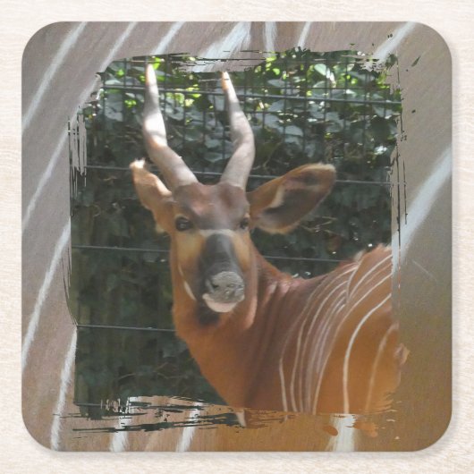 Bongo Antelope & Skin Border Coaster Kartonnen Onderzetters (Voorkant)