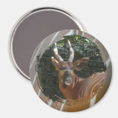 Bongo Antelope & Skin Border Magnet (Voorkant / Achterkant)