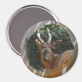Bongo Antelope & Skin Border Magnet