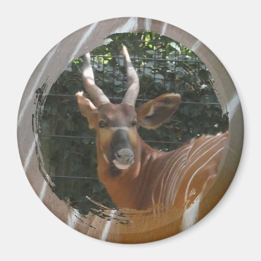 Bongo Antelope & Skin Border Magnet (Voorkant)