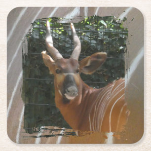 Bongo Antilope & Huidrand Coaster Kartonnen Onderzetters