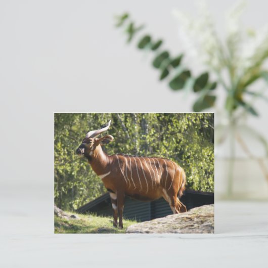 Bongo Briefkaart (Staand voorkant)