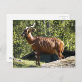 Bongo Briefkaart (Voorkant / Achterkant)