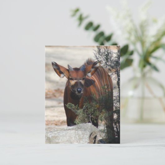 Bongo Calf Briefkaart (Staand voorkant)