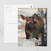 Bongo Calf Briefkaart (Voorkant / Achterkant)