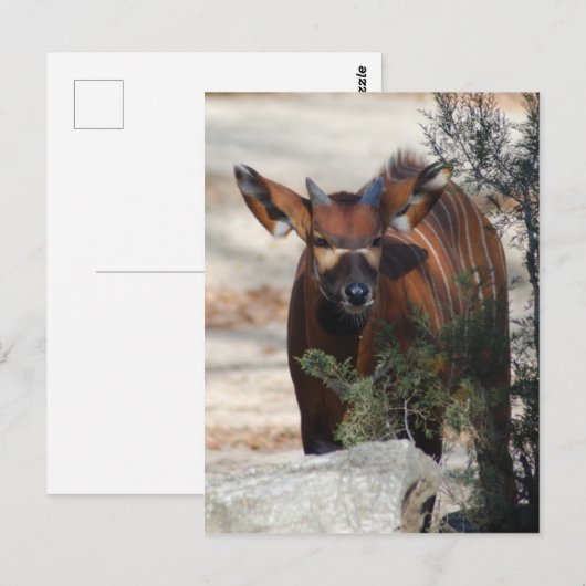 Bongo Calf Briefkaart (Voorkant / Achterkant)