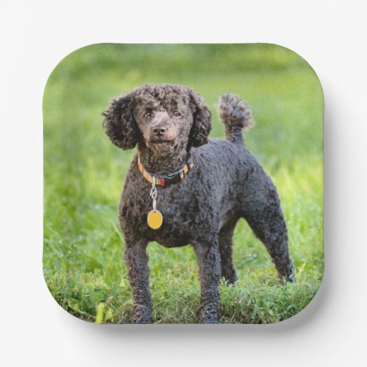 BonJour Papieren Bordje (Voorkant)