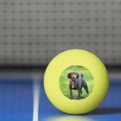 Bonjour Pingpongbal (Net)