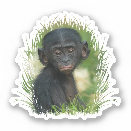 Bonobo Baby In het gras Sticker (Voorkant)