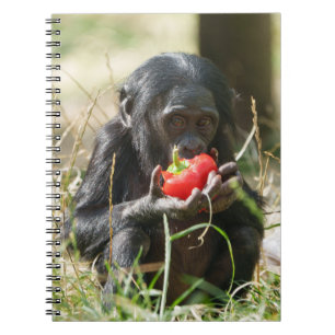 Bonobo's picknick notitieboek