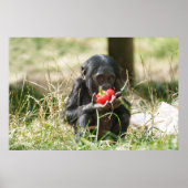 Bonobo's picknick poster (Voorkant)