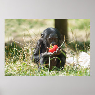 Bonobo's picknick poster