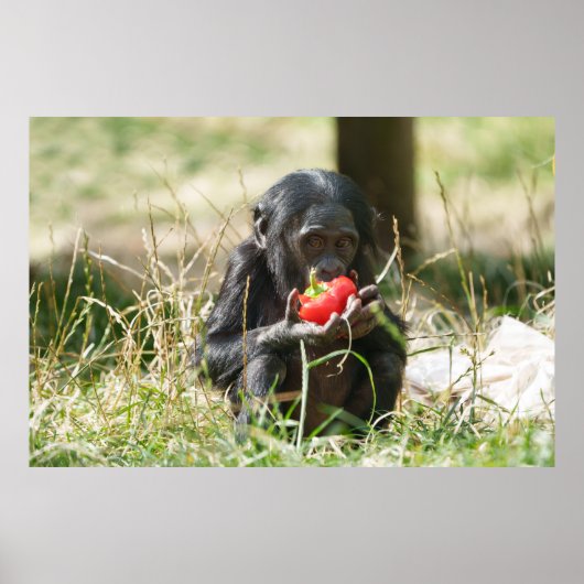 Bonobo's picknick poster (Voorkant)