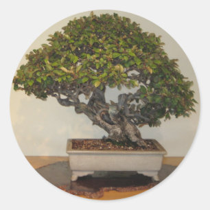 Bonsai bij National Arboretum, Washington D.C. Ronde Sticker