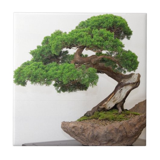 Bonsai-boom- natuurlijk tegeltje (Voorkant)