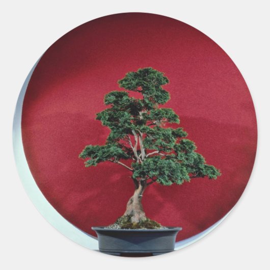 Bonsai-boom Ronde Sticker (Voorkant)