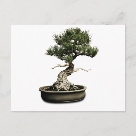 Bonsai Briefkaart (Voorkant)