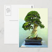 Bonsai Cypress-boom Briefkaart (Voorkant / Achterkant)