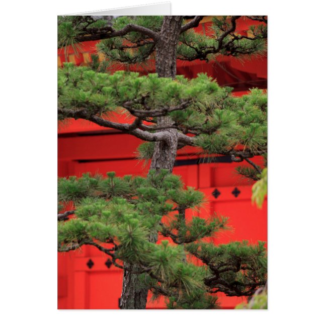 Bonsai-dennenboom (Voorkant)
