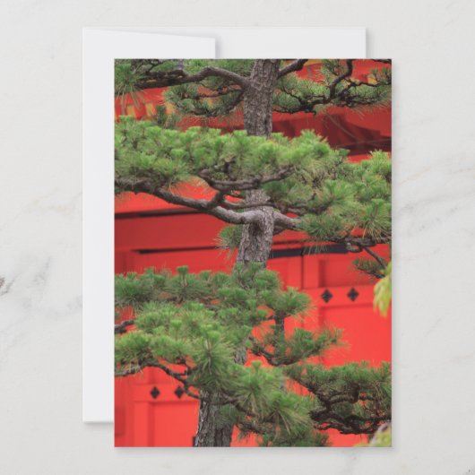 Bonsai dennenboom bedankkaart (Voorkant)