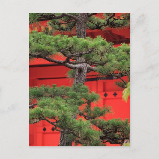 Bonsai-dennenboom Briefkaart (Voorkant)