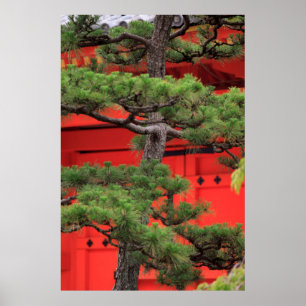 Bonsai-dennenboom Poster