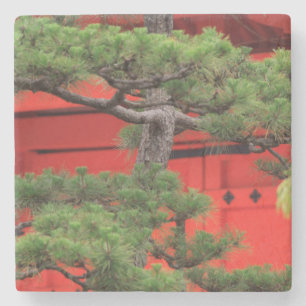 Bonsai dennenboom stenen onderzetter