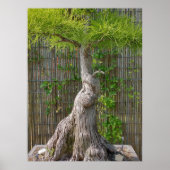 Bonsai Eejit Tree Poster (Voorkant)
