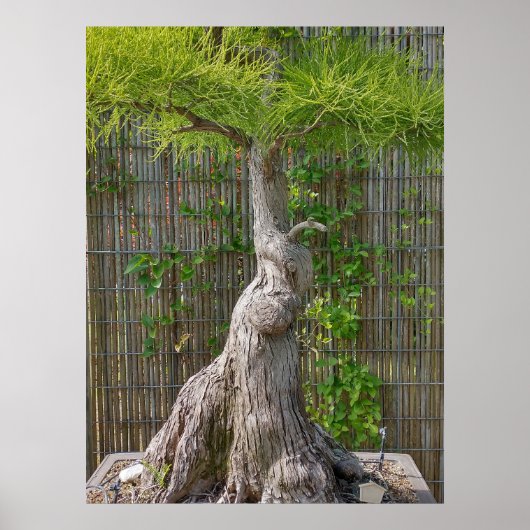 Bonsai Eejit Tree Poster (Voorkant)
