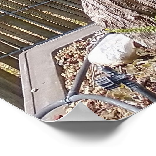Bonsai Eejit Tree Poster (Hoek)