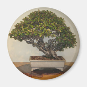 Bonsai in het National Arboretum, Washington D.C. Magneet