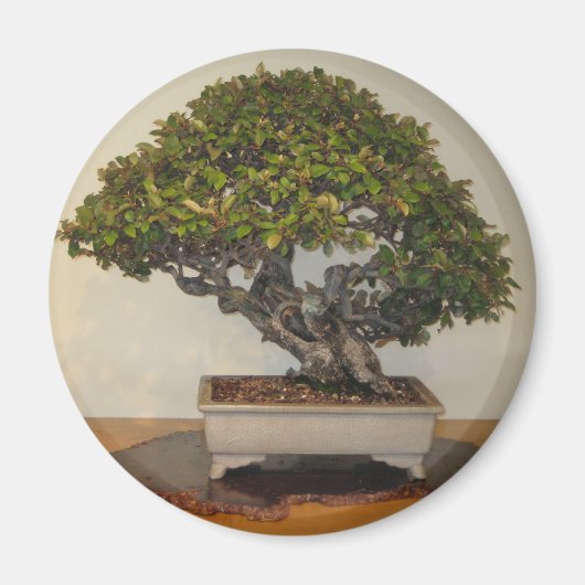 Bonsai in het National Arboretum, Washington D.C. Magneet (Voorkant)
