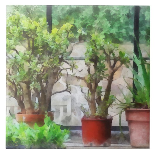 Bonsai in Kas Tegeltje (Voorkant)