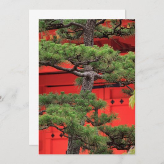 Bonsai Pine Tree Bedankkaart (Voorkant / Achterkant)