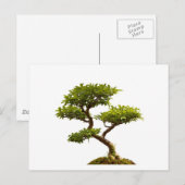 Bonsai plant briefkaart (Voorkant / Achterkant)