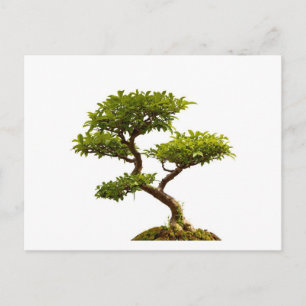 Bonsai plant briefkaart
