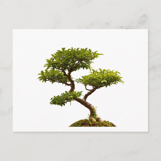Bonsai plant briefkaart (Voorkant)