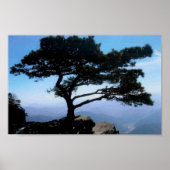 Bonsai Poster (Voorkant)