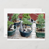 Bonsai Tree Briefkaart (Voorkant / Achterkant)