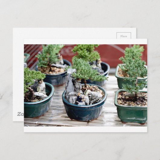 Bonsai Tree Briefkaart (Voorkant / Achterkant)